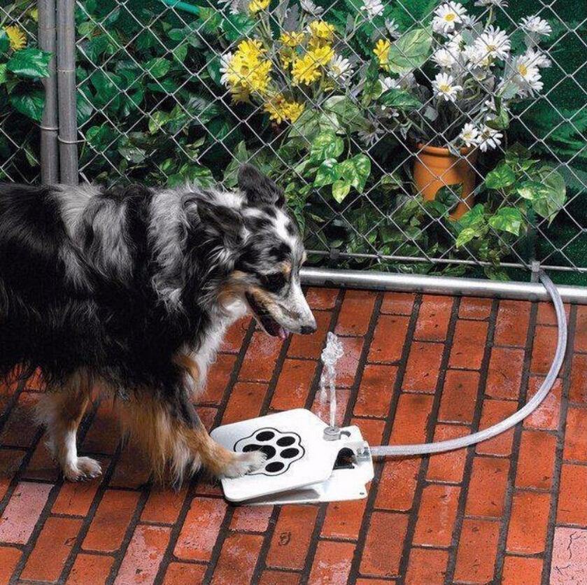 Outdoor Dog Water Fountain™ - Beetno Store - PETS